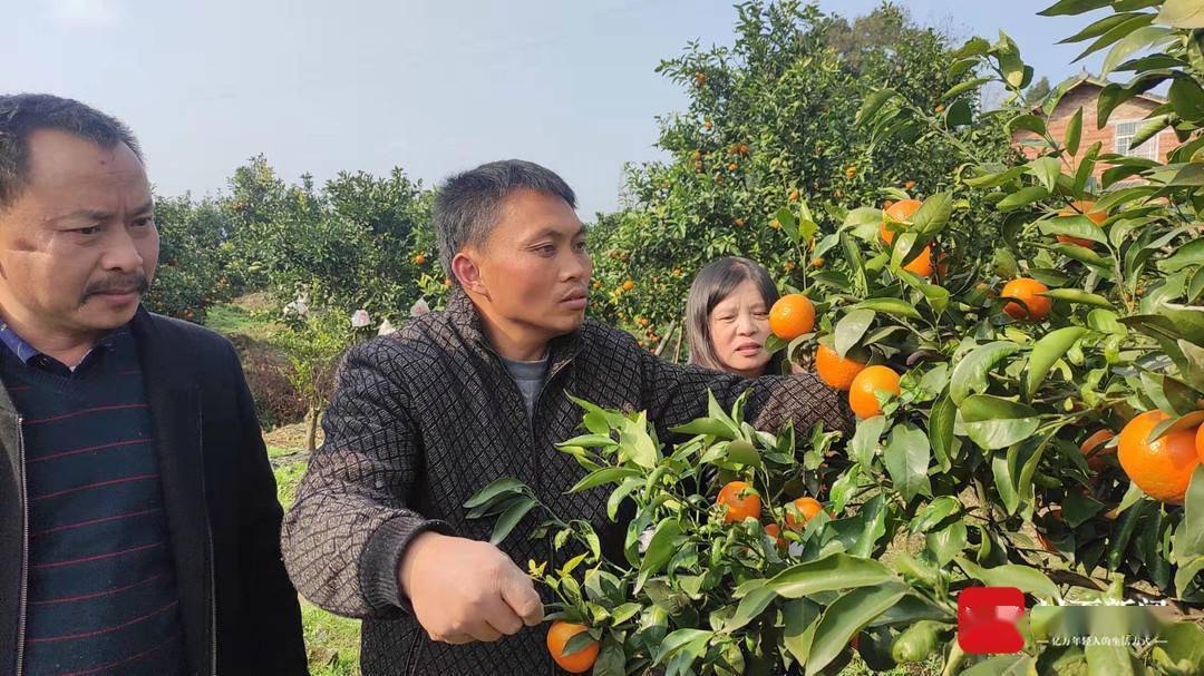 山西省晋城市高都镇推动乡村e镇建设,带动村民致富增收 古朴山乡做强“特色电商”