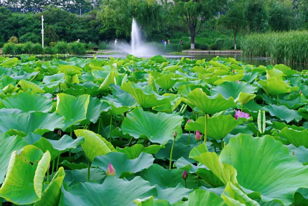 辽宁大连:初夏赏花