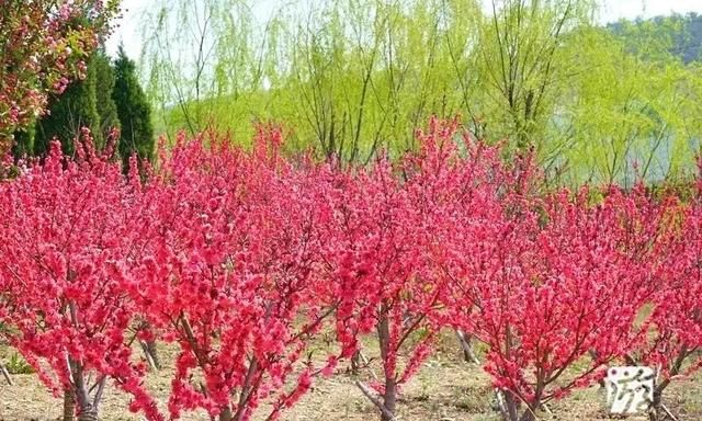 辽宁大连:初夏赏花