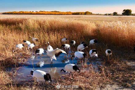 科尔沁沙地渐披绿
