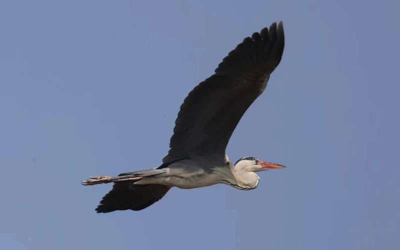 北京市密云水库：鸟类繁育的乐园