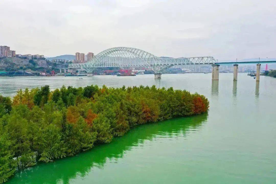 重庆万州:打造绿色生态长廊 筑牢三峡库区生态屏障