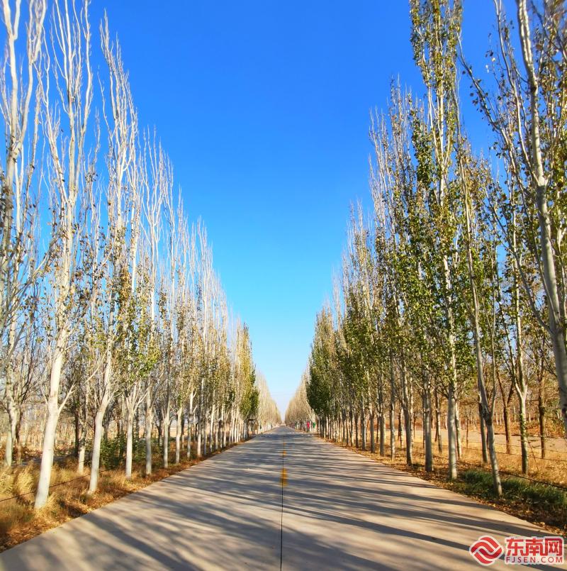 贺兰山下枸杞红