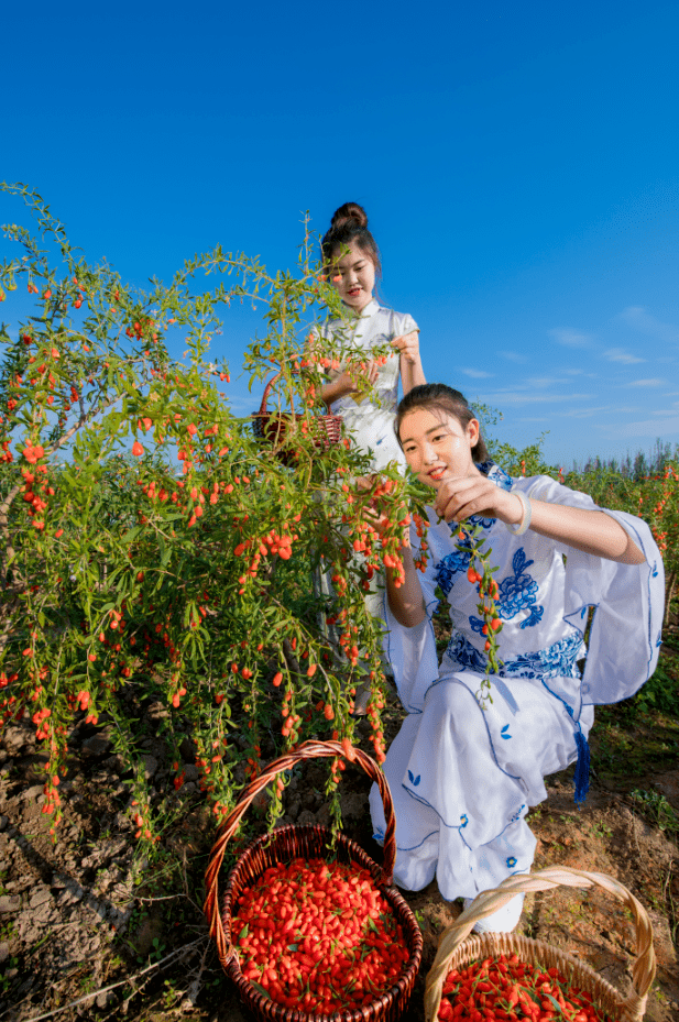 贺兰山下枸杞红