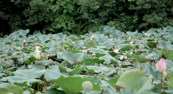 盛夏湖城入画来