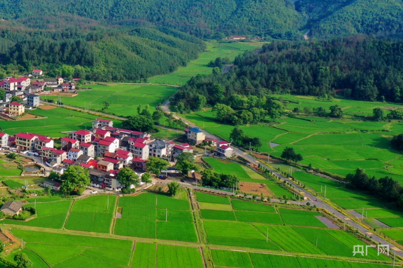 江西于都： 特色产业助力乡村振兴