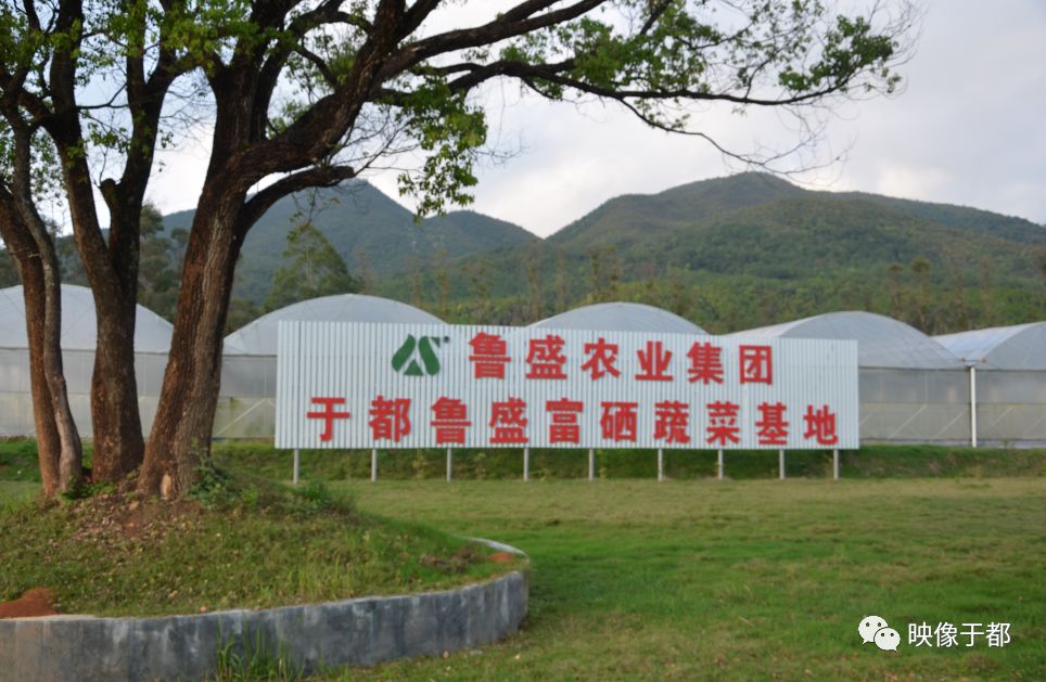 江西于都： 特色产业助力乡村振兴