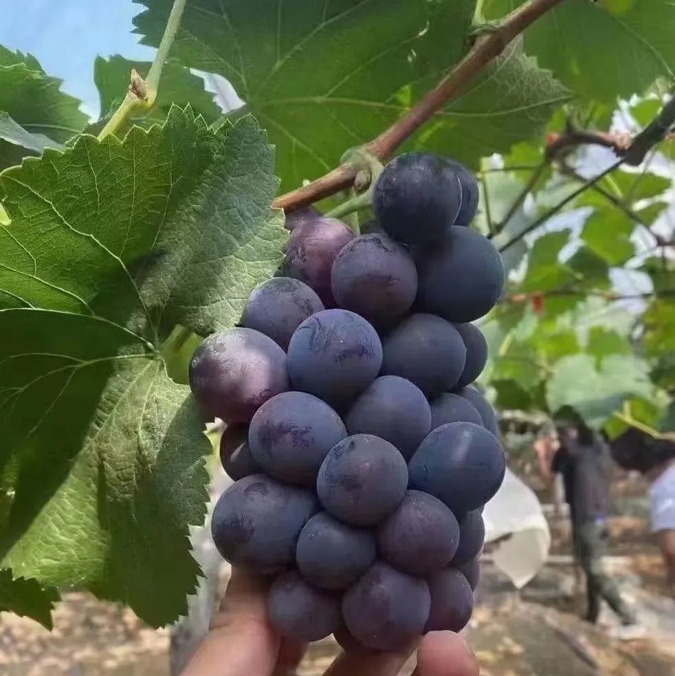 民宿房间超员入住既不安全也不舒适