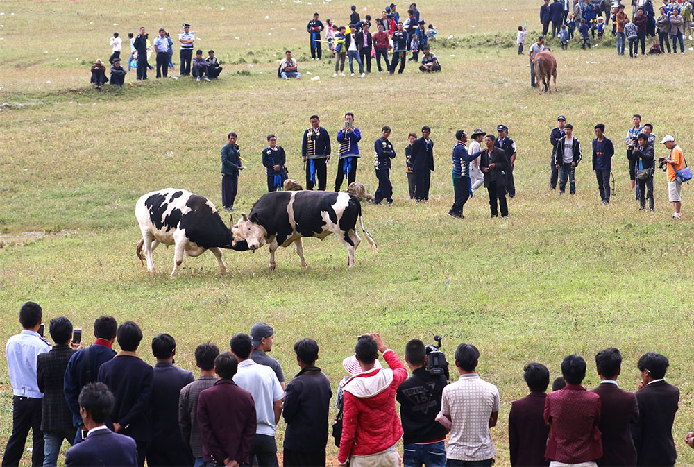 四川布拖县：“火把节”上的斗牛