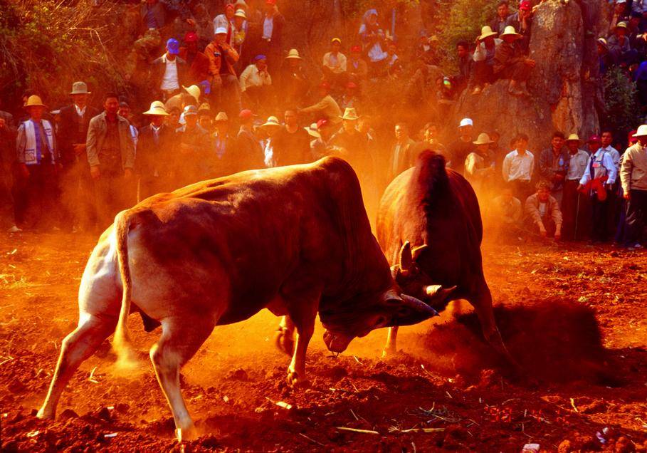 四川布拖县：“火把节”上的斗牛
