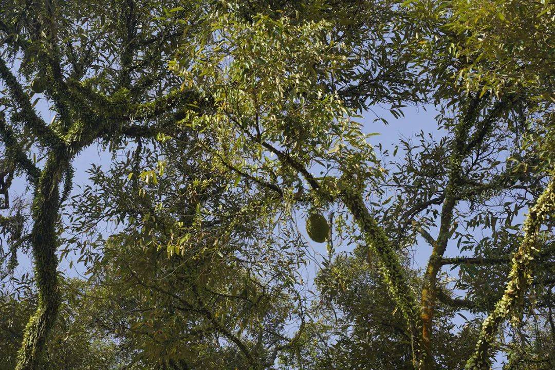 投资7700万元在马来种榴莲，去年亏损33.8万元！官微发文带火股价，宏辉果蔬股债涨停