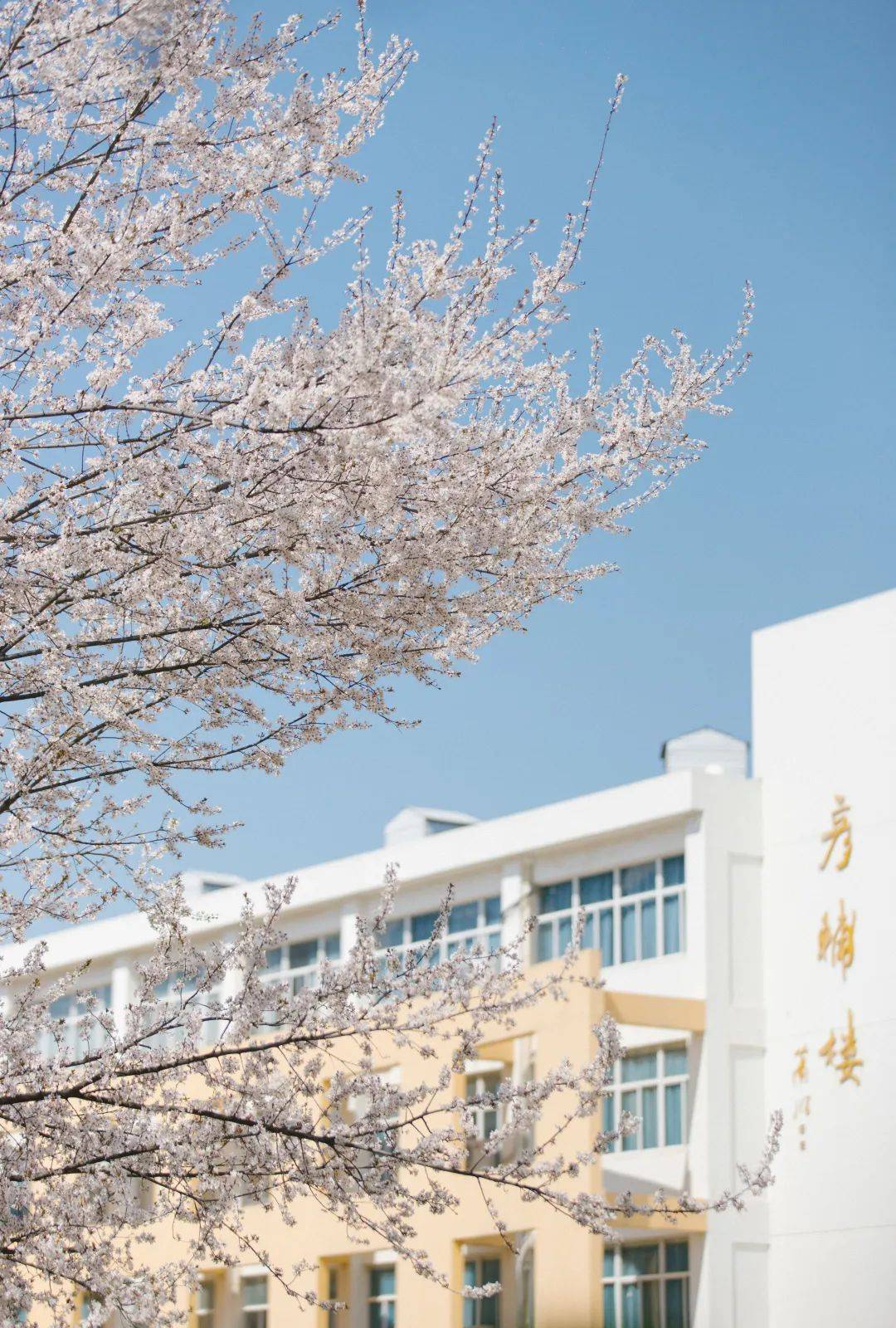 校园景色美如画——成都东部新区养马初级中学